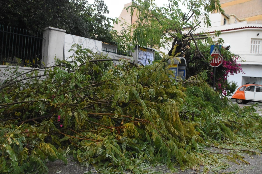 Πεσμένα δέντρα από την κακοκαιρία στο Ναύπλιο (Eurokinissi)