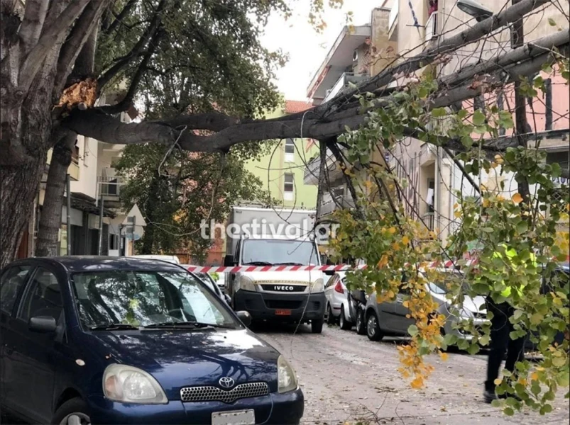 Πτώσεις δέντρων στη Θεσσασλονίκη/thestival.gr Πτώσεις δέντρων στη Θεσσασλονίκη/thestival.gr