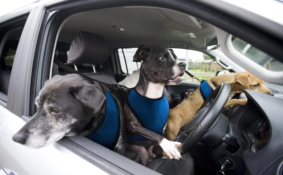 dogs-in-car.jpg