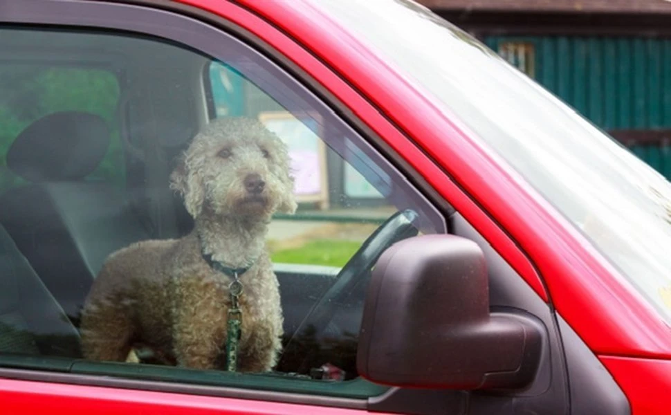 dogs-in-car4.jpg