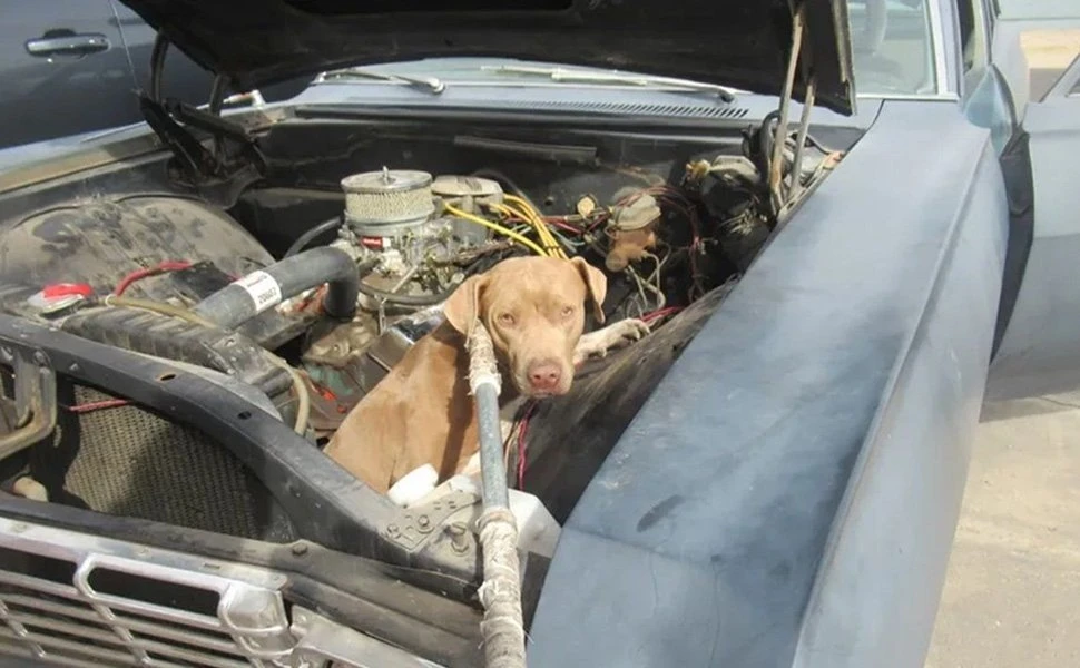 nova-dog.jpg nova-dog.jpg