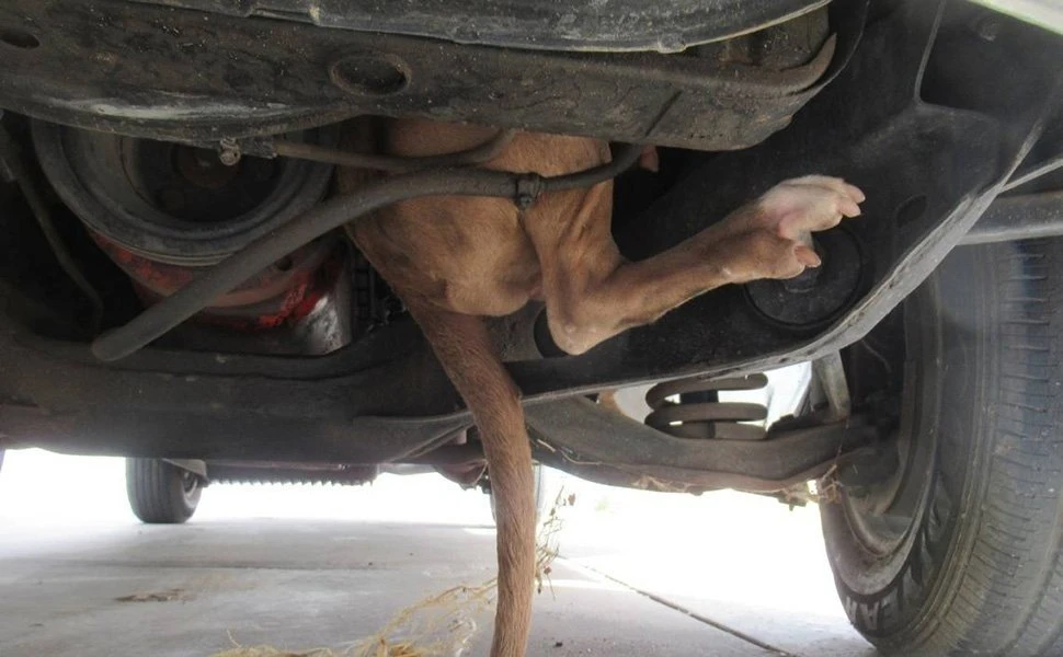 nova-dog1.jpg nova-dog1.jpg