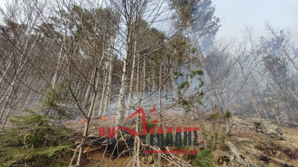 fotia-pieria-11.jpg?v=0