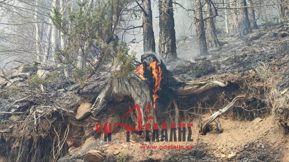 fotia-pieria-23.jpg?v=0