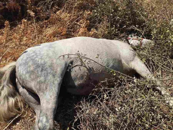 CYCLADESLIVE.GR&nbsp;