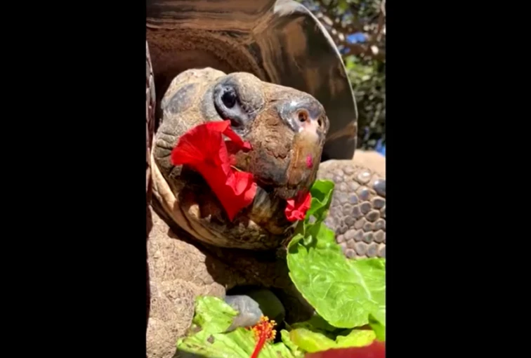 Facebook/San Diego Zoo