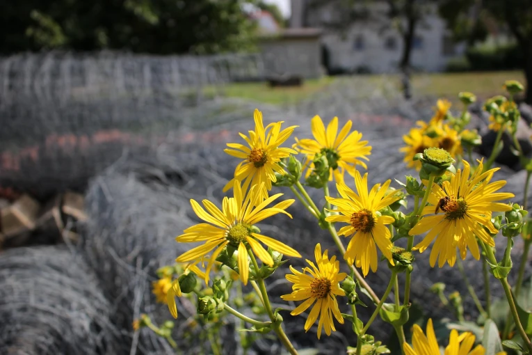 Σίλφιο / Φωτ.: Pixabay