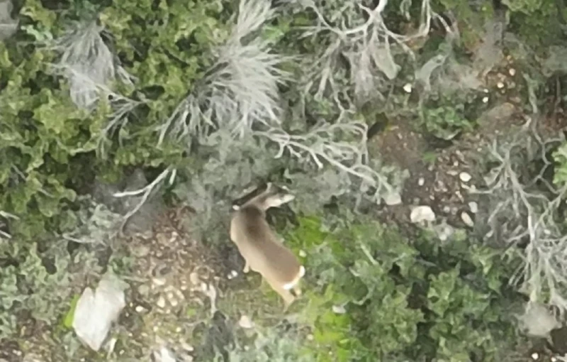 Φωτό: Facebook/Golden Jackal Canis aureus and Wolf Canis lupus - in Greece