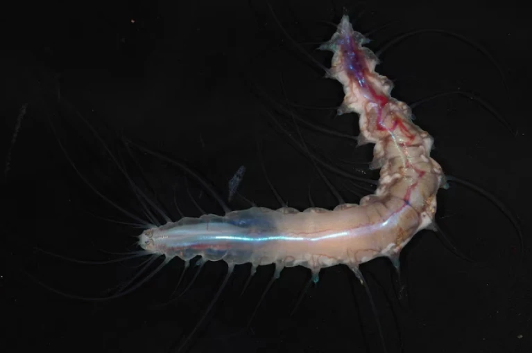 (Πηγή: The Nippon Foundation-Nekton Ocean Census/Nato Jimi)