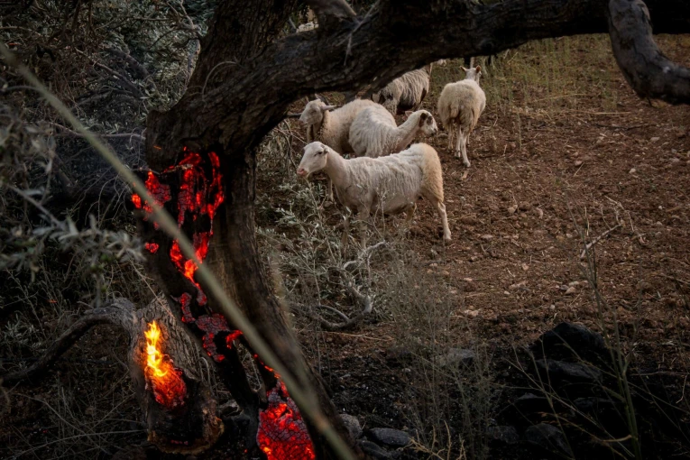 Φωτιά στο Ρέθυμνο / Φωτ.: Eurokinissi
