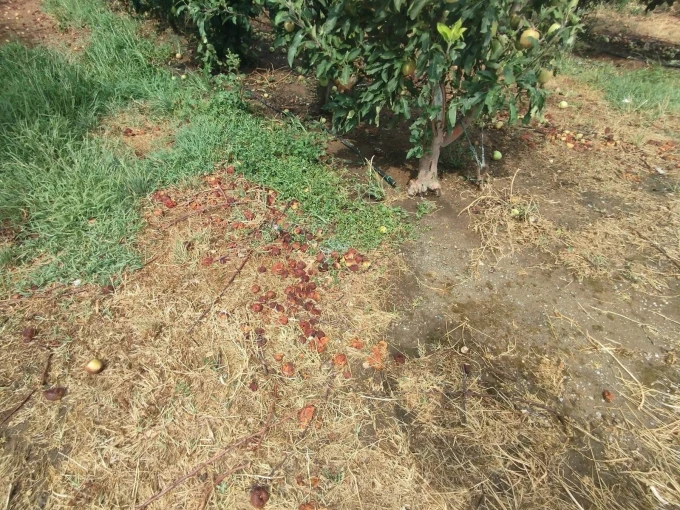 Καταστροφή στις καλλιέργειες από το χαλάζι στην Αγιά Λάρισας/onlarissa Καταστροφή στις καλλιέργειες από το χαλάζι στην Αγιά Λάρισας/onlarissa
