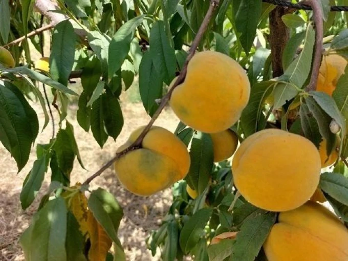 Πηγή: karatzova.com
