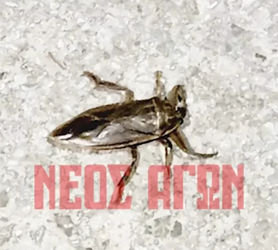 neosagon.gr/ neosagon.gr/