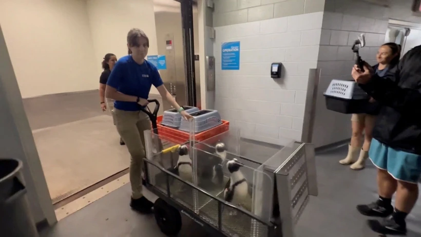 Πιγκουίνοι εκκενώνονται από τον ζωολογικό κήπο στη Φλόριντα ενόψει του τυφώνα Μίλτον / Reuters