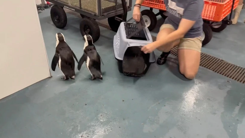 Πιγκουίνοι εκκενώνονται από τον ζωολογικό κήπο στη Φλόριντα ενόψει του τυφώνα Μίλτον / Reuters