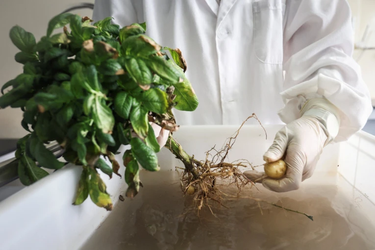 Κινέζοι ερευνητές στο εργαστήριο προσπαθούν να βελτιώσουν τις ποικιλίες πατάτας, Florence Lo, Reuters