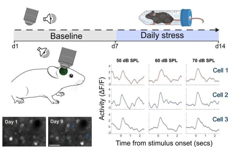 Credit φωτογραφίας: Bisharat G et al., 2025, PLOS Biology, CC-BY 4.0 