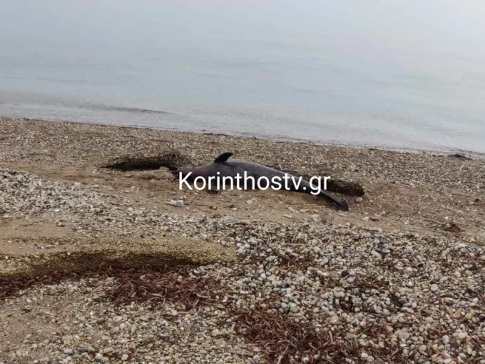 Credits: KorinthosTv Credits: KorinthosTv