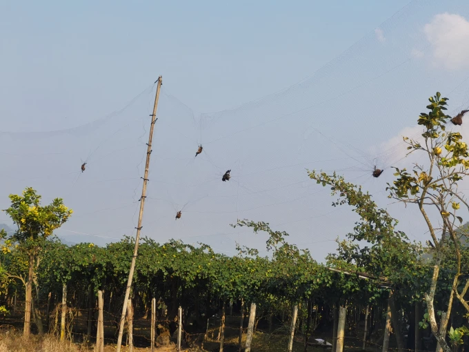 CREDIT: Kuang et al., 2025, PLOS Pathogens, CC-BY 4.0 (https://creativecommons.org/licenses/by/4.0/) / ΑΠΕ ΜΠΕ 