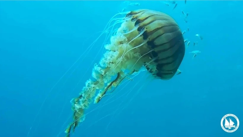 Αρχιπέλαγος