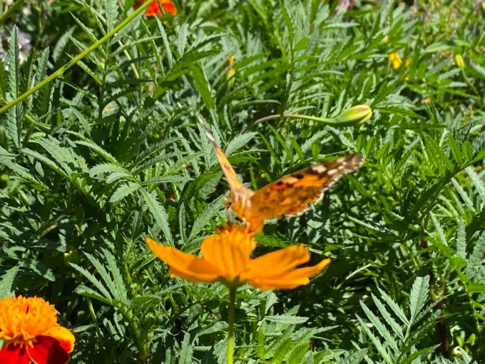Credits: Ελένη Στεργιοπούλου/ΑΠΕ-ΜΠΕ