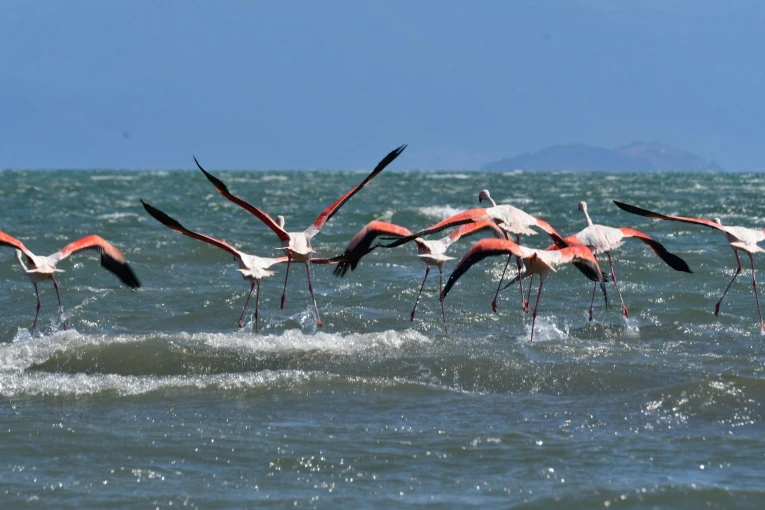 ΑΠΕ-ΜΠΕ