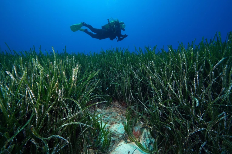 Λιβάδι Ποσειδωνίας (IMAGO / Anadolu Agency)