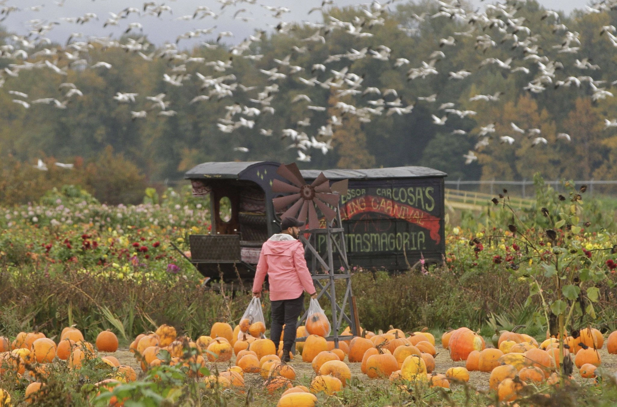Χωράφια με κολοκύθες στην Κίνα/ IMAGO