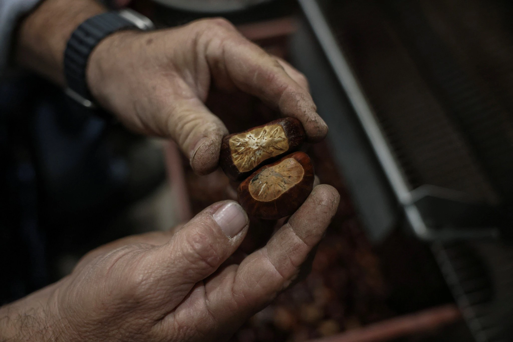 Ο παραγωγός Ανέστης Αλτίνης δείχνει δυο κάστανα - το ένα από αυτά είναι ήδη ξερό / Reuters 