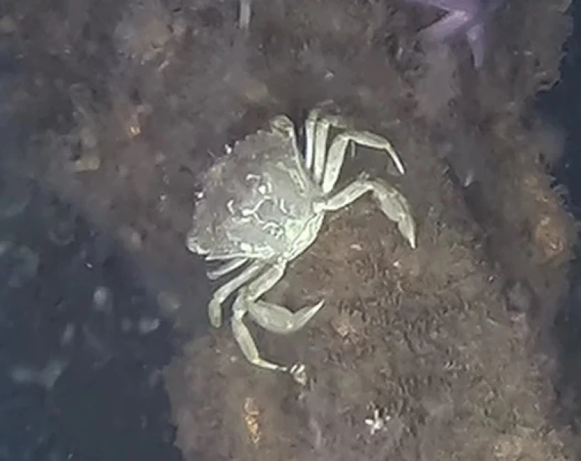 DeepSea Monitoring/Geomar