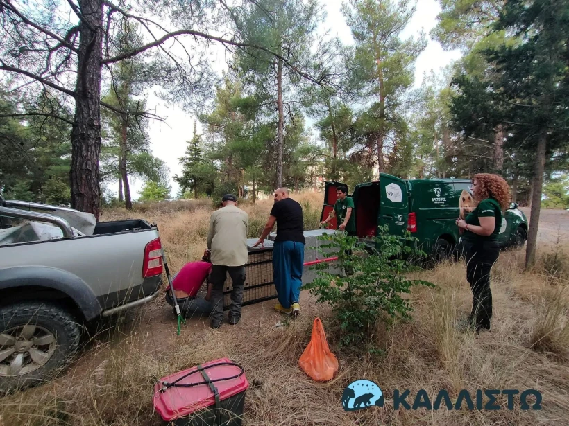 Φωτό Περιβαλλοντική Οργάνωση «Καλλιστώ»