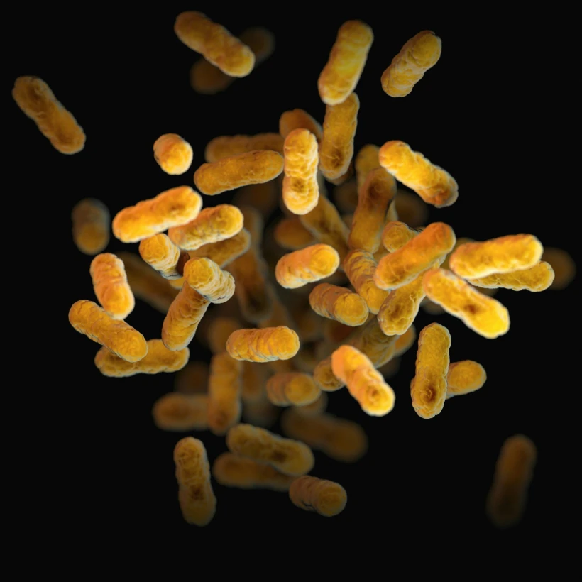 Bordetella pertussis (Unsplash) Bordetella pertussis (Unsplash)