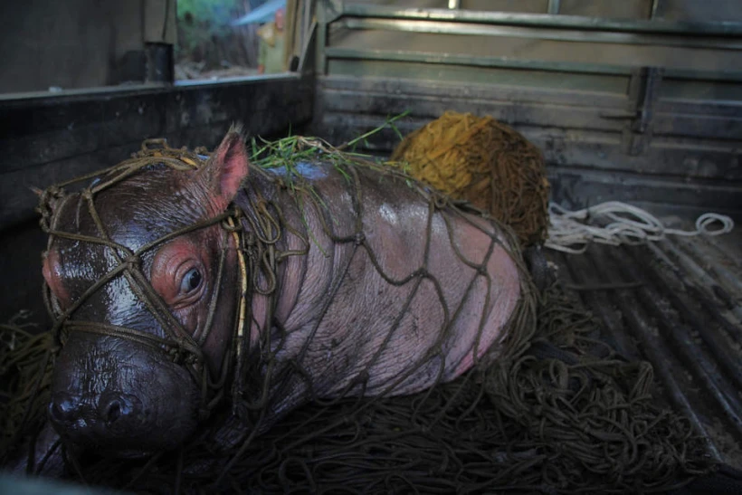 https://www.sheldrickwildlifetrust.org/news/updates/rescue-of-bumpy