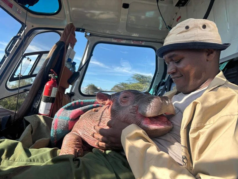 https://www.sheldrickwildlifetrust.org/news/updates/rescue-of-bumpy