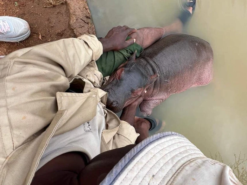 https://www.sheldrickwildlifetrust.org/news/updates/rescue-of-bumpy