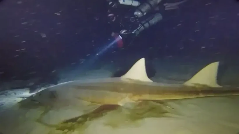 Mote Marine Laboratory & Aquarium