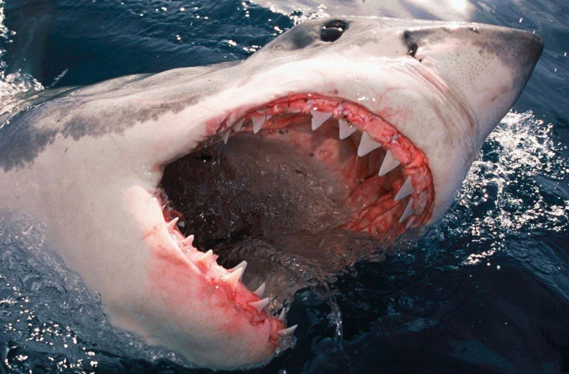 shark-attack-great-white.jpg?v=0