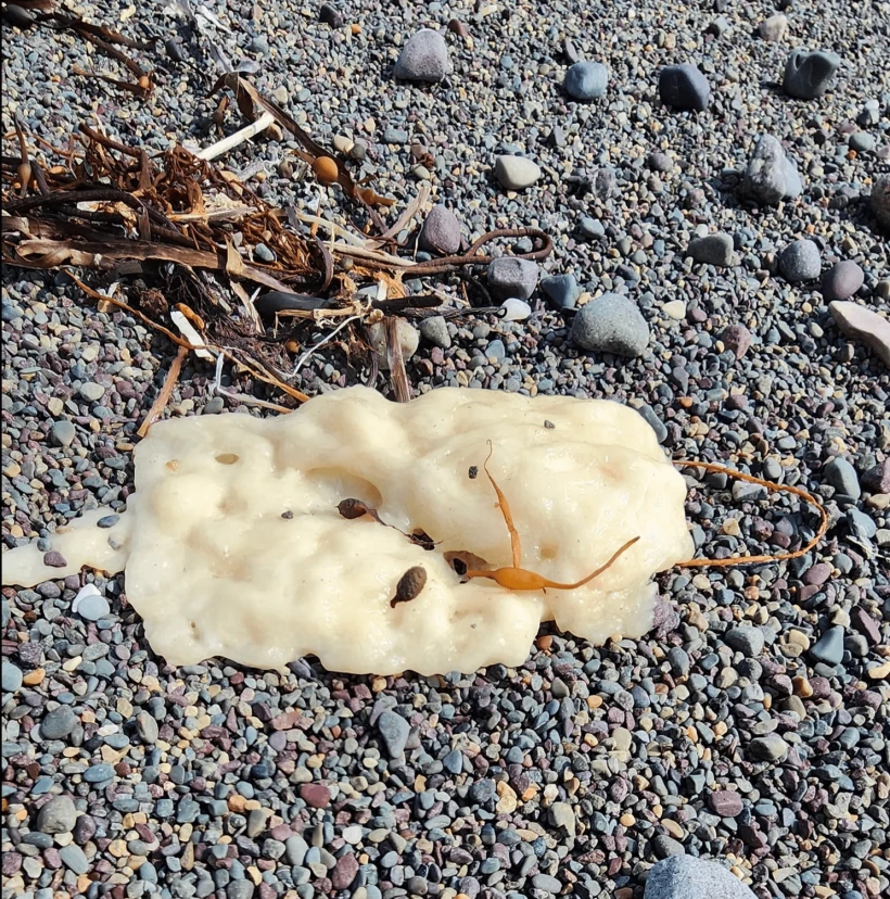          Beachcombers of Newfoundland and Labrador - Facebook     