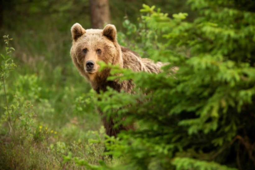 bear1.jpg?v=0