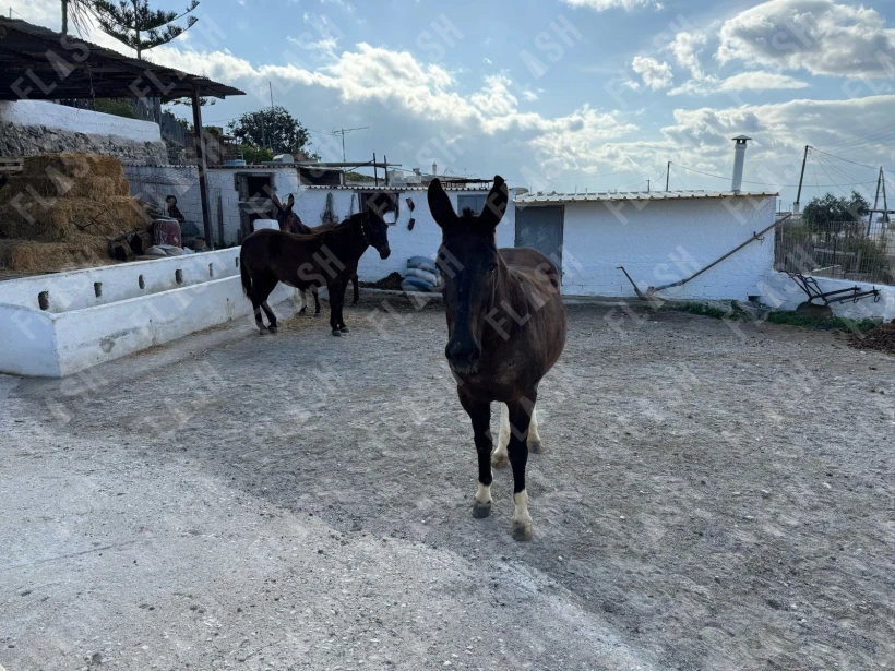 Στη φάρμα του κ. Γιώργου Συρίγου στο Εμπόρειο Σαντορίνης/ Φωτ: Γιάννης Κέμμος - flash.gr
