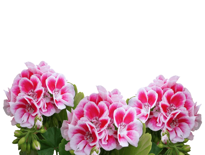 PIxabay PIxabay