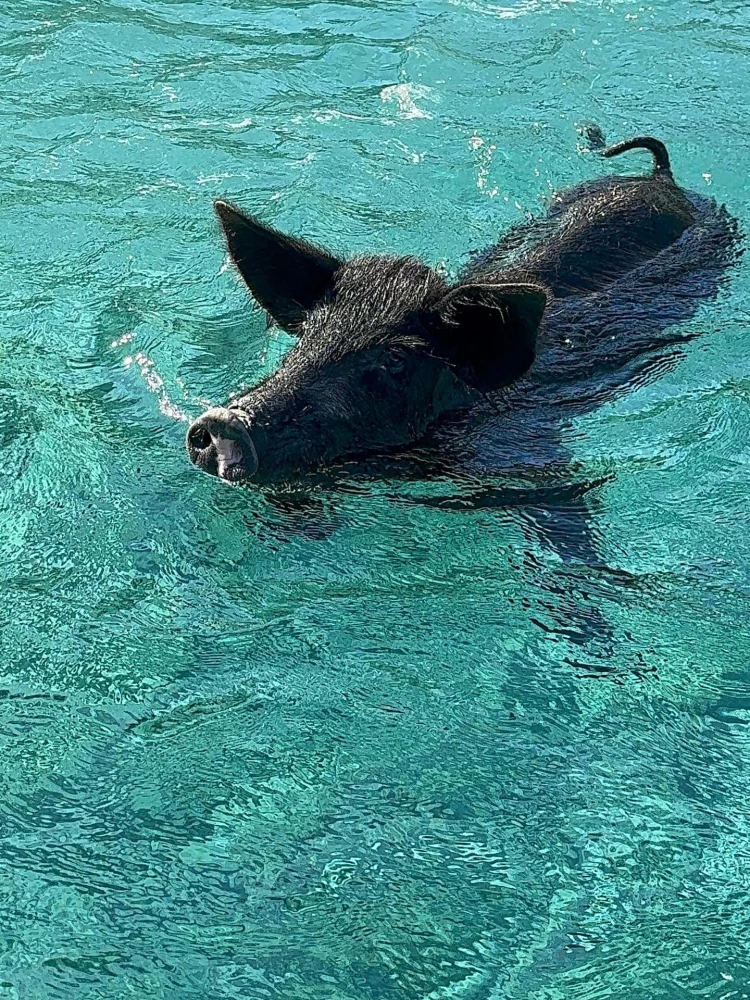 φωτογραφία Instagram