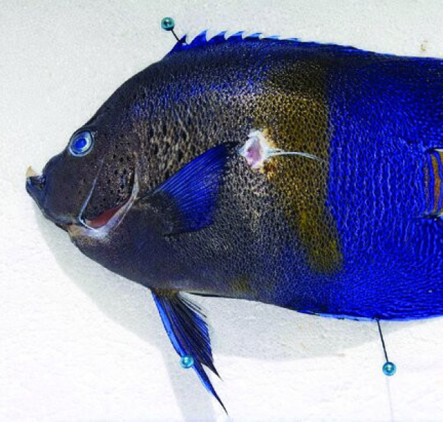 Σπάνιο ψάρι-άγγελος εντοπίζεται πρώτη φορά σε ελληνικές θάλασσες - Γιατί είναι σημαντική ανακάλυψη