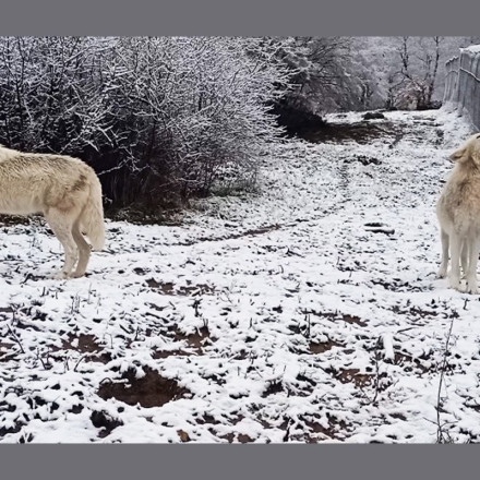 Αρκτούρος: To υπέροχο βίντεο με το κάλεσμα λευκών λύκων στα χιόνια
