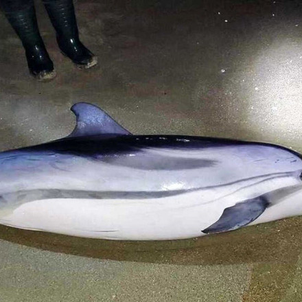 Καβάλα: Νεκρό δελφίνι δυο μέτρων ξεβράστηκε στην παραλία Νέας Καρβάλης