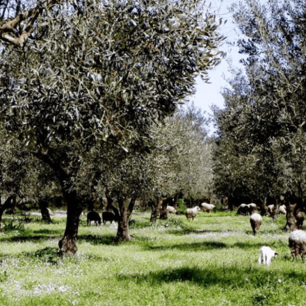 Φθιώτιδα: Μυστήριο με την απανθρακωμένη σορό στην Αρκίτσα