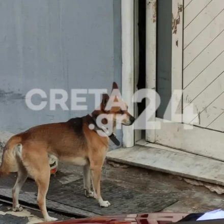 Κρήτη: Σκύλος περιμένει το νεκρό αφεντικό του έξω από το σπίτι [vid]