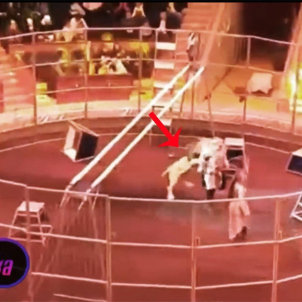 Ρωσία: Λιοντάρι επιτέθηκε και δάγκωσε τον θηριοδαμαστή του στη διάρκεια show - Τον έσωσε η γυναίκα του [pics&vid}