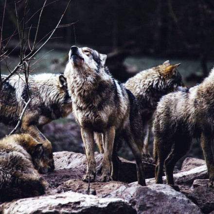 «Χορός» με τους λύκους - «Τι θα γίνει αν πεινάσουν; Θα επιτεθούν σε ανθρώπους;»