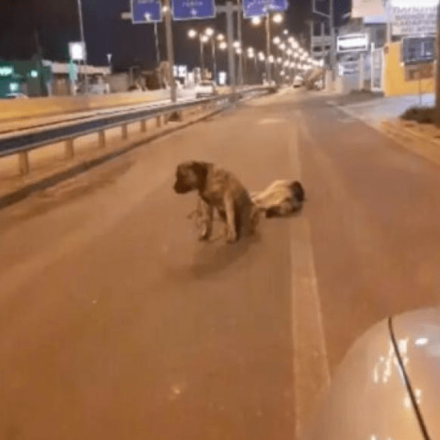 Ηράκλειο Κρήτης: Ο σπαρακτικός θρήνος σκύλου που έχασε τον φίλο του στην άσφαλτο [vid]